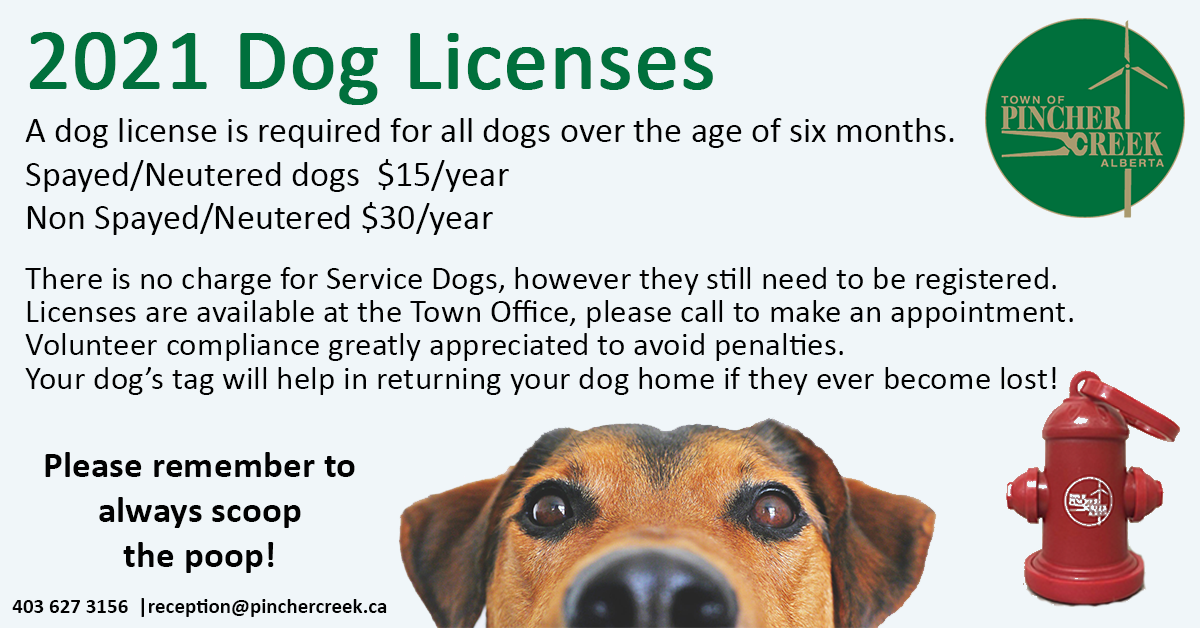 What Age Does A Dog Need A License